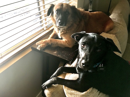 Picture of instructor's dogs